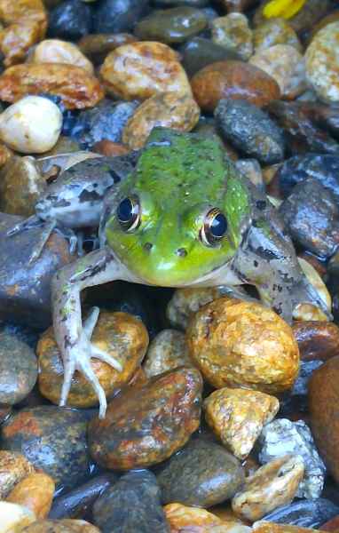 Frog Looking At Camera in Barrington, New Hampshire