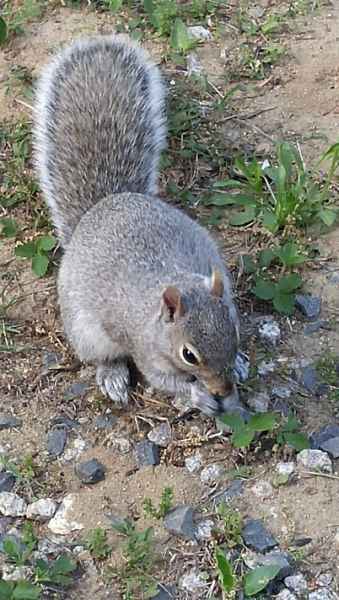 Squirrel Eating Something in Barrington, New Hampshire