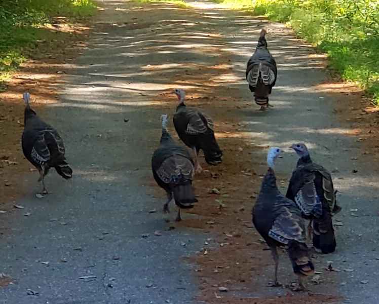 Turkeys on a Dirt Road in Barrington, New Hampshire