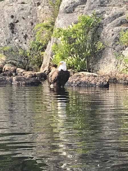 Bald Eagle in Water in Barrington, New Hampshire