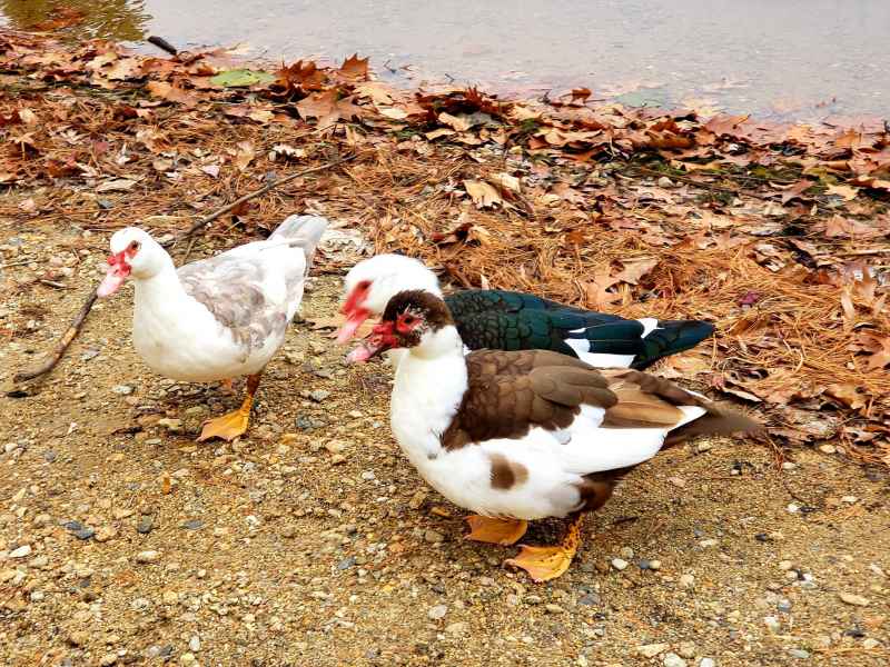 Three Muscovy Ducks at the Lake in Barrington, New Hampshire by Lisa Hoffman