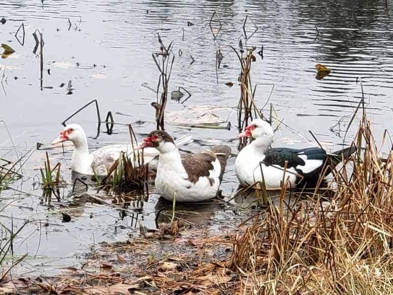 Three Muscovy Ducks in the Lake in Barrington, New Hampshire by Lisa Hoffman