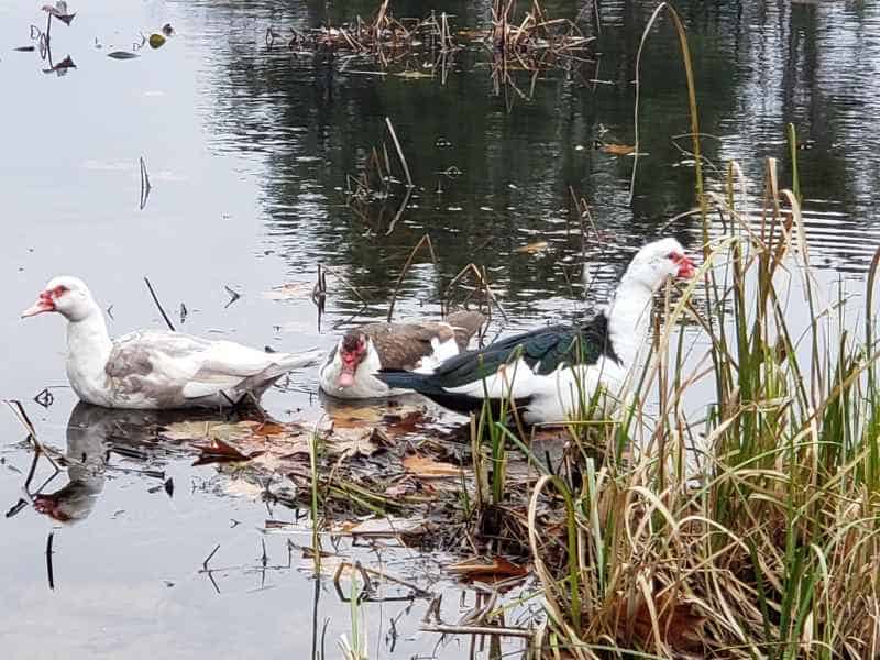 Three Muscovy Ducks in the Lake in Barrington, New Hampshire by Lisa Hoffman