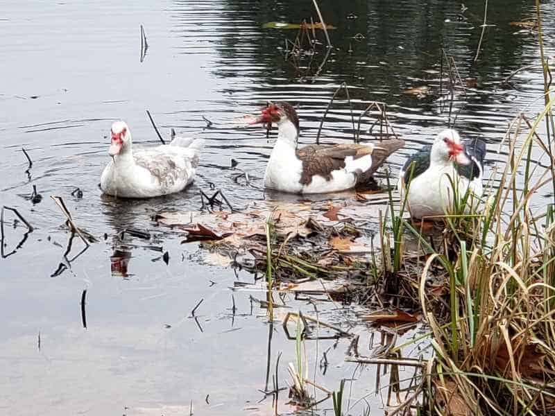 Three Muscovy Ducks in the Lake in Barrington, New Hampshire by Lisa Hoffman