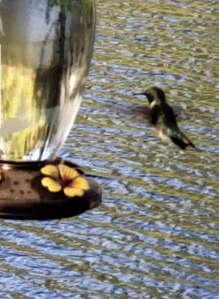 Hummingbird at Feeder in Barrington, New Hampshire