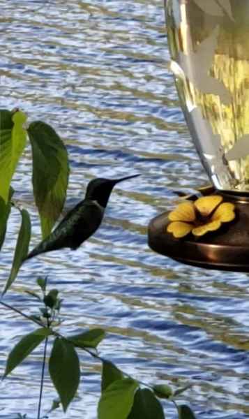 Hummingbird in Barrington, New Hampshire