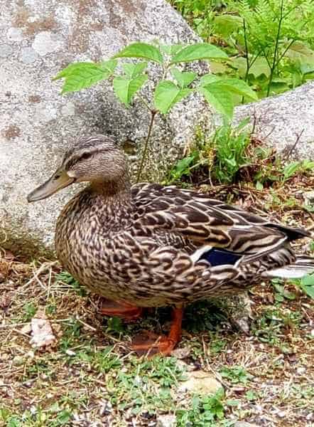 Female Mallard in Barrington, New Hampshire