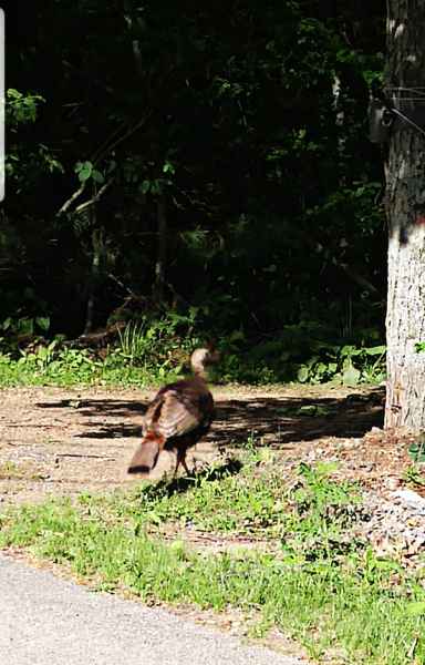 Turkey in Barrington, New Hampshire