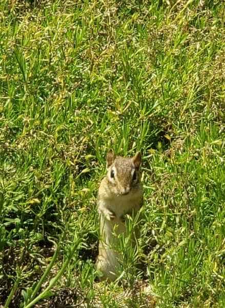 Chipmunk in Grasses in Barrington, New Hampshire