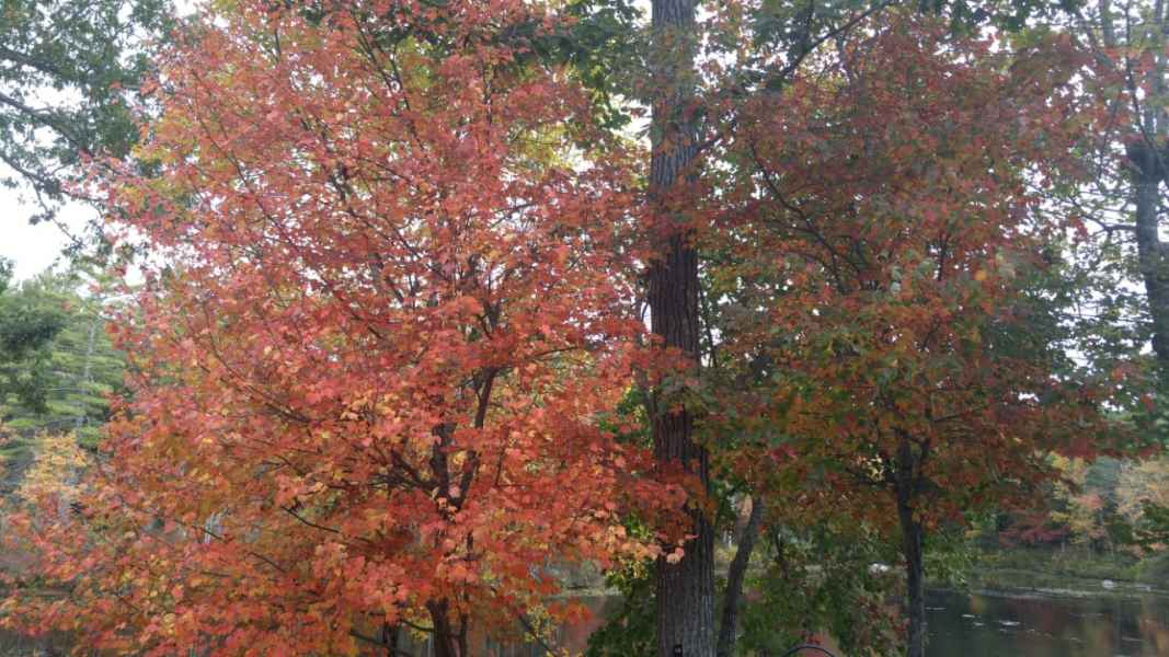 Trees Turning Orange in Barrington, New Hampshire