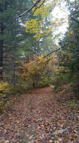 Trees Starting to Turn in Fall in Barrington, New Hampshire