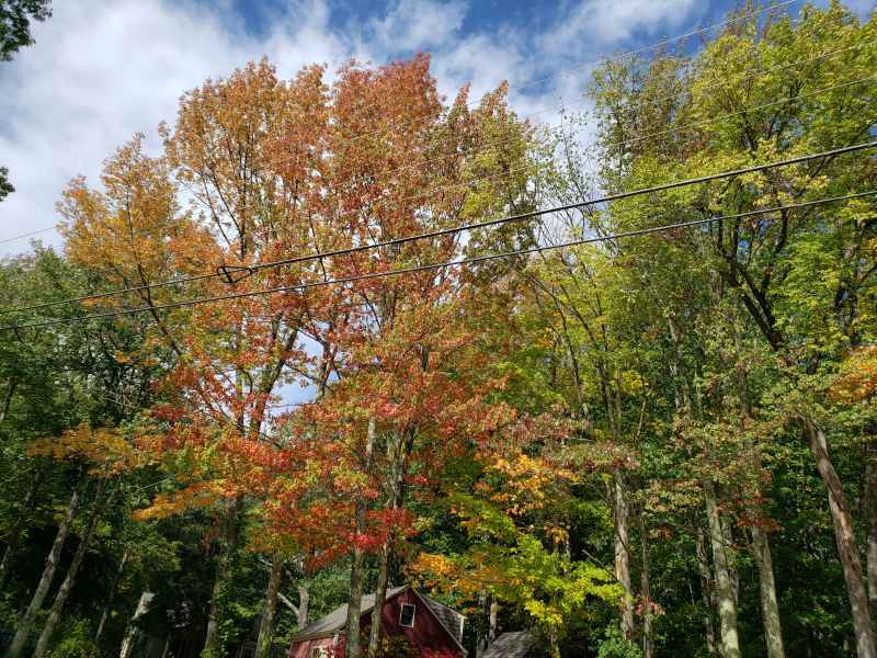 Fall Foliage in Barrington 2019