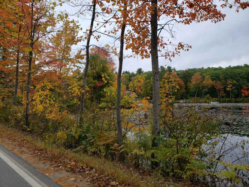 Fall Foliage in Barrington, New Hampshire