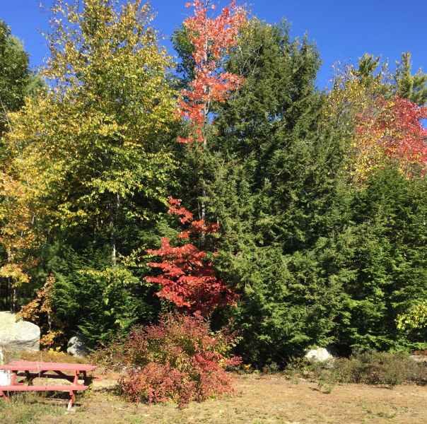 Fall Foliage in Barrington