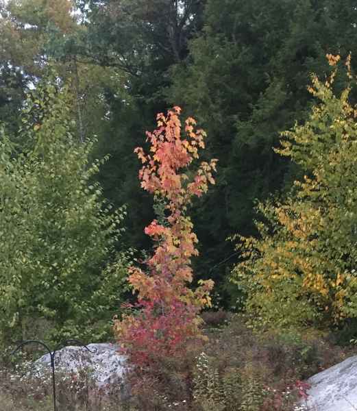 Fall Foliage in Barrington