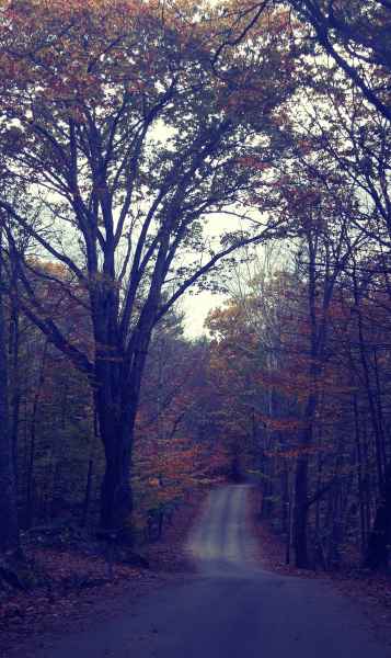 Fall Foliage in Barrington from Lisa Hoffman