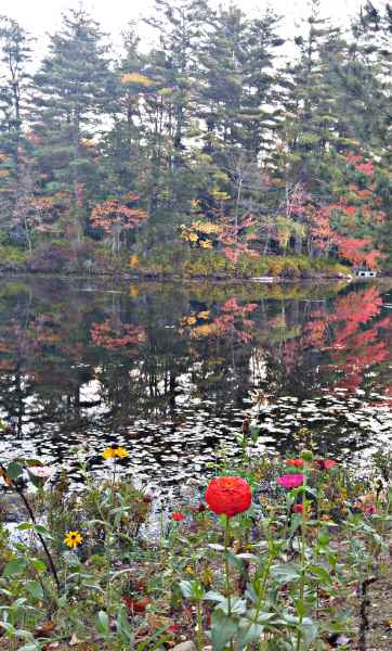 Fall Foliage at the Lake in Barrington from Lisa Hoffman