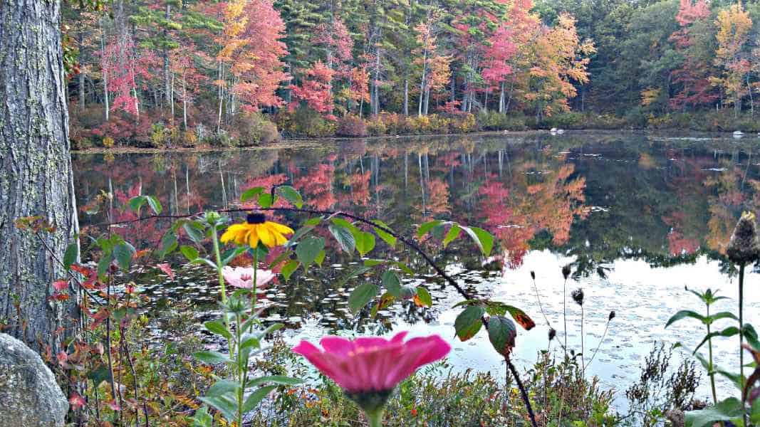 Fall Foliage at the Lake in Barrington from Lisa Hoffman