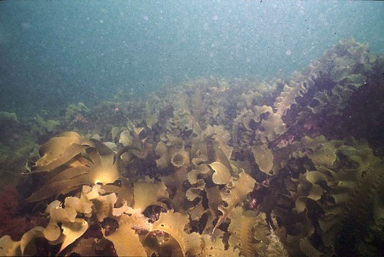 CAPTION: Photo, taken in the 1990’s, showing the tall blades of kelp seaweed which once dominated the ocean floor in the Gulf of Maine and offered protection for certain species of sea life. PHOTO CREDIT: Larry Harris/ UNH